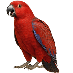 Cornelia’s Eclectus